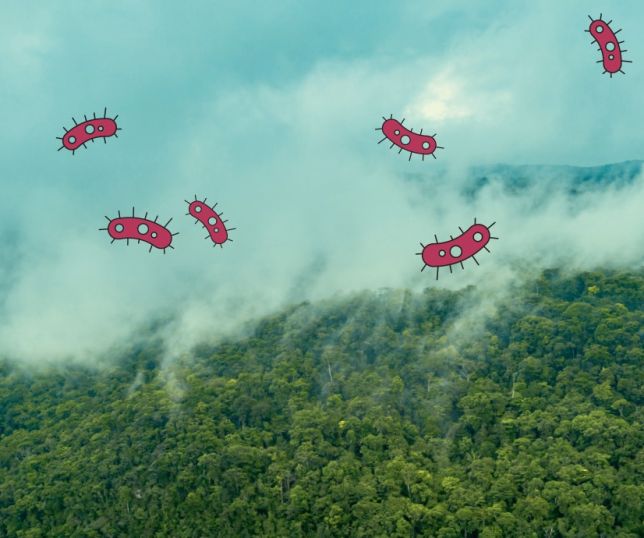 Estudo revela vida invisível na neblina da Amazônia e mostra papel surpreendente no clima