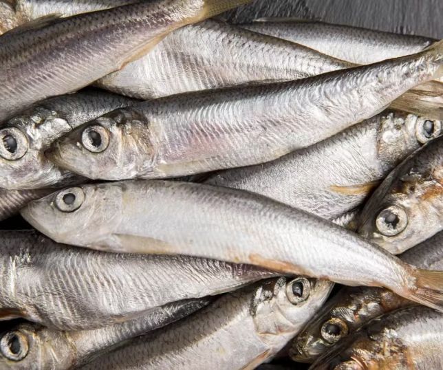Anvisa determina recolhimento de sardinha congelada por risco de contaminação por salmonella
