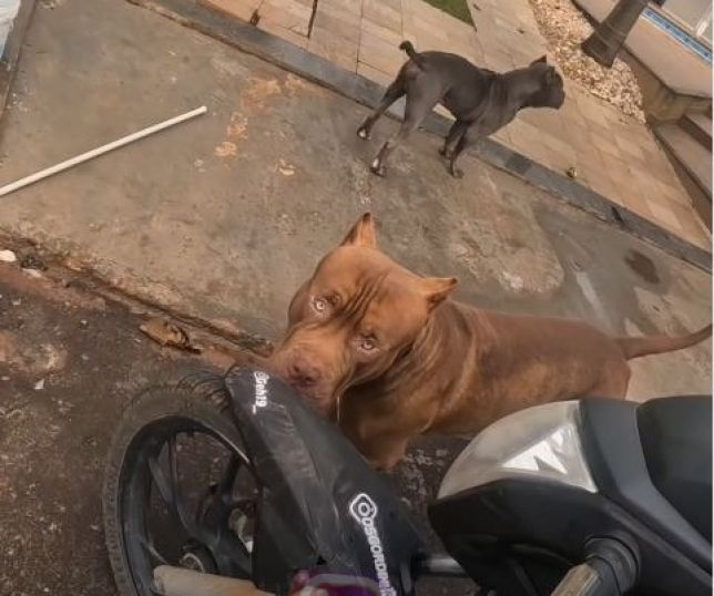 Entregador enfrenta dois pitbulls e consegue sair ileso. VEJA VÍDEO