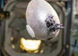 Astronauta mostra ''batata alienígena'' no espaço e viraliza