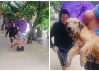 Dois moradores arriscam a própria vida para salvar cachorro que estava morrendo afogado em área alagada na comunidade Santa Marta, Zona Norte de Manaus. VEJA VÍDEOS