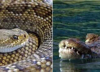 Índia avalia uso de cobras e crocodilos para reforçar segurança na fronteira com Bangladesh