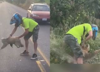 Motociclista tenta salvar bicho-preguiça no meio da pista mas é atacado e fica ferido. VEJA VÍDEO
