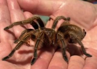 Pacote com 20 tarântulas esquecido em trem gera alerta na Alemanha