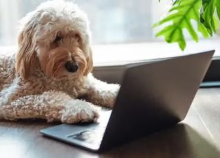 Ciência avança e pode decifrar comunicação dos animais com ajuda da inteligência artificial