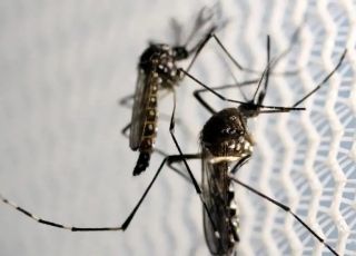 Dengue pode desencadear síndrome neurológica grave, aponta pesquisa brasileira