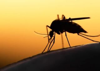 Cientistas brasileiros desenvolvem molécula inovadora que pode revolucionar combate à malária