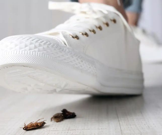 Qual é o jeito certo de matar baratas? Pisão pode aumentar risco de doenças dentro de casa  