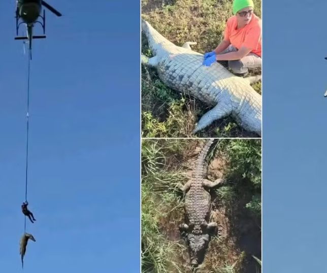 Exames apontam que restos mortais encontrados no estômago de crocodilo são de empresário português
