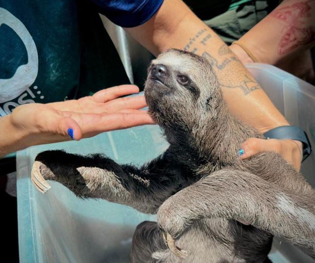 Animais silvestres são resgatados de exploração turística ilegal em Iranduba no interior do Amazonas