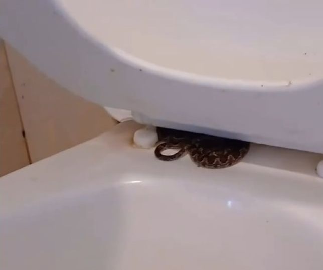 Homem leva susto ao encontrar jararaca escondida em vaso sanitário de banheiro público e faz alerta. VEJA VÍDEO