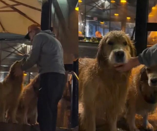 Goldens fogem de casa e são flagrados dentro de restaurante sofisticado após ''rolê gastronômico''. VEJA VÍDEO