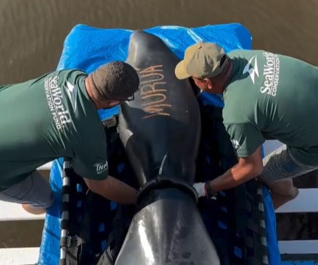 Vídeo revela jornada de filhotes de peixe-boi da reabilitação à soltura na Amazônia. VEJA 