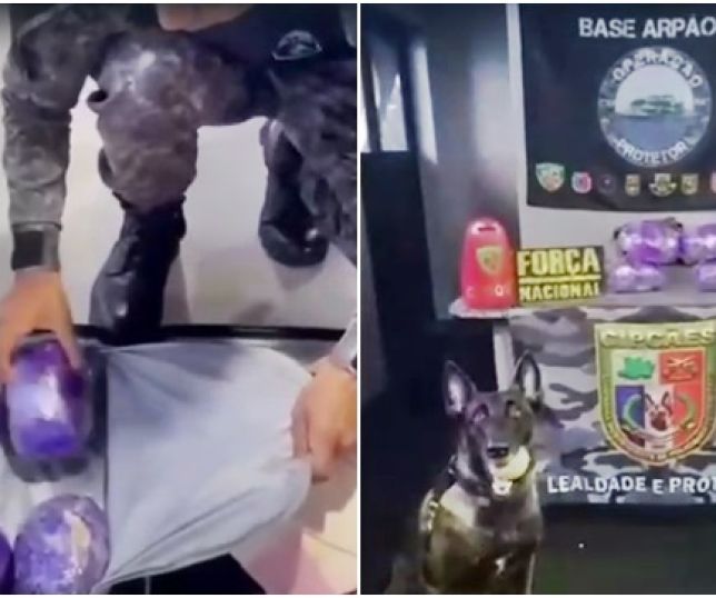 Cadela policial Athena encontra drogas entre bagagens, e homem é preso em embarcação que viajava de Tefé para Manaus. VEJA VÍDEO