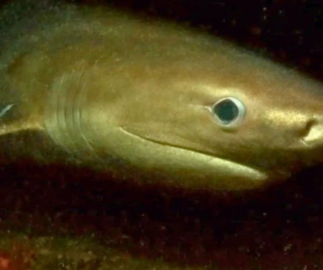 Tubarão pré-histórico de seis guelras surpreende cientistas ao aparecer em águas rasas nos EUA