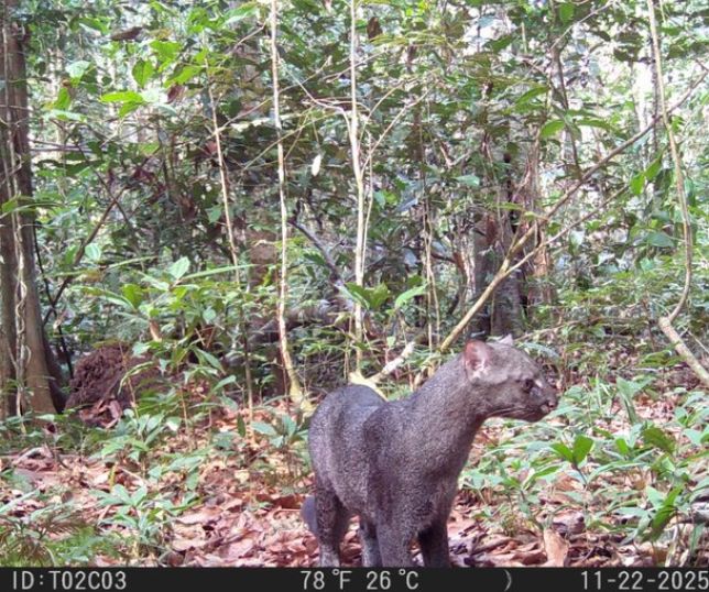 Gato raro, ameaçado de extinção, é registrado no Pará