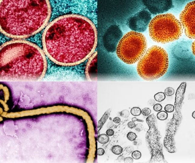 Ebola, hantavírus, Influenza A e mais: quais os vírus mais perigosos hoje e como eles podem afetar sua rotina?
