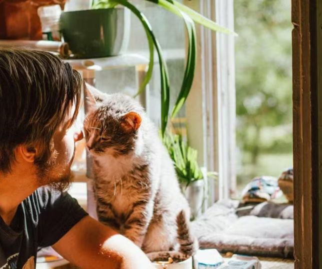 A chave para tratar os cânceres humanos pode estar nos nossos gatos domésticos, diz novo estudo
