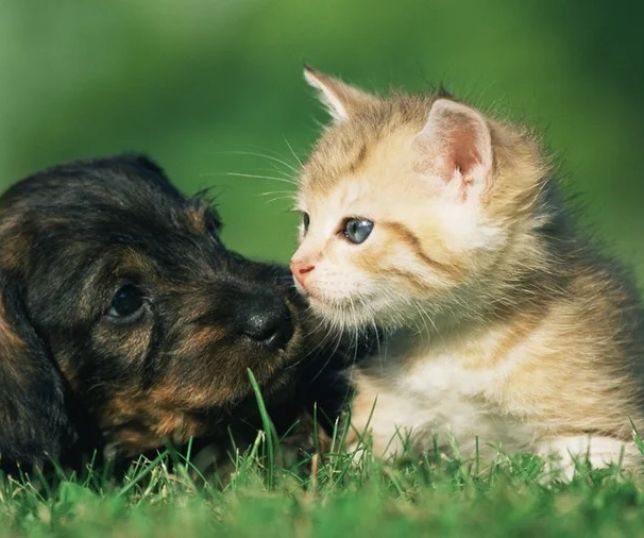 Estudo aponta que animais de estimação podem melhorar saúde e bem-estar emocional