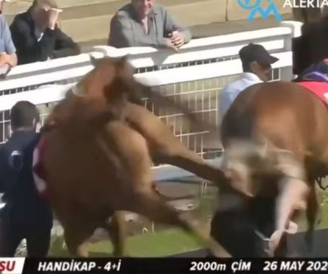 Vídeo mostra assistente de hipismo sendo atingida por coice de cavalo durante corrida. VEJA