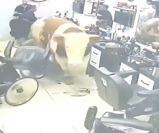 Touro de 1,5 tonelada invade barbearia e causa correria na Turquia. VEJA VÍDEO