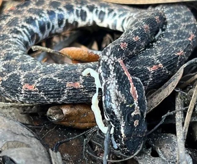 Estudo aponta cascavéis como as serpentes mais vulneráveis a fungos e parasitas