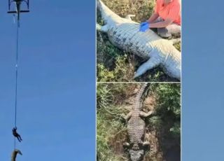 Restos mortais no estômago de crocodilo são de empresário português