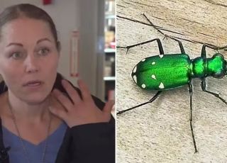 Mulher quase morre após sofrer reação alérgica grave ao pegar besouro em parque