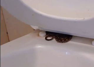 Homem leva susto ao encontrar jararaca escondida em vaso sanitário de banheiro público e faz alerta. VEJA VÍDEO