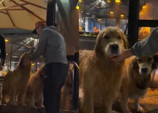Goldens fogem de casa e são flagrados dentro de restaurante sofisticado após ''rolê gastronômico''. VEJA VÍDEO