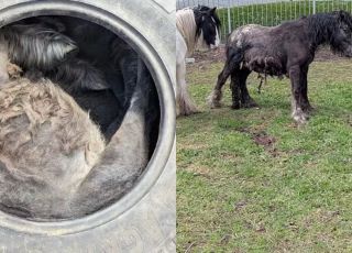 Pônei fica com cabeça presa em pneu de trator e mobiliza moradores em resgate dramático na Inglaterra