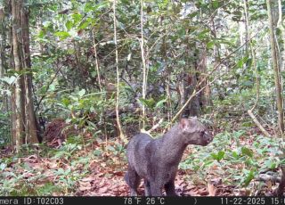 Gato raro, ameaçado de extinção, é registrado no Pará