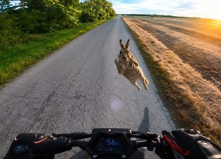 Coelho salta contra moto elétrica e derruba piloto em estrada na Hungria. VEJA VÍDEO