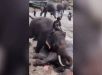 Turista morre após briga de elefantes em bioparque na Índia. VEJA VÍDEO