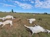 Frio extremo mata 83 bois em fazendas de Mato Grosso do Sul