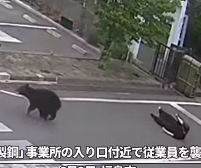 Urso invade área residencial e deixa quatro feridos em cidade do Japão. VEJA VÍDEO