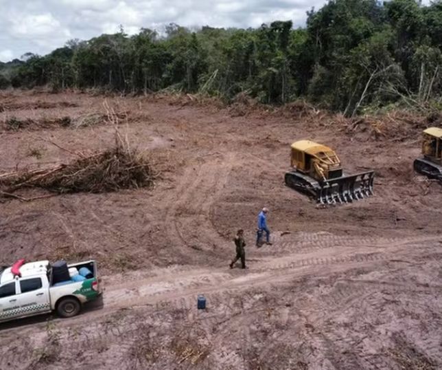 EUA apontam pecuária e exploração de madeira como motores do desmatamento, mas isentam produtos do tarifaço