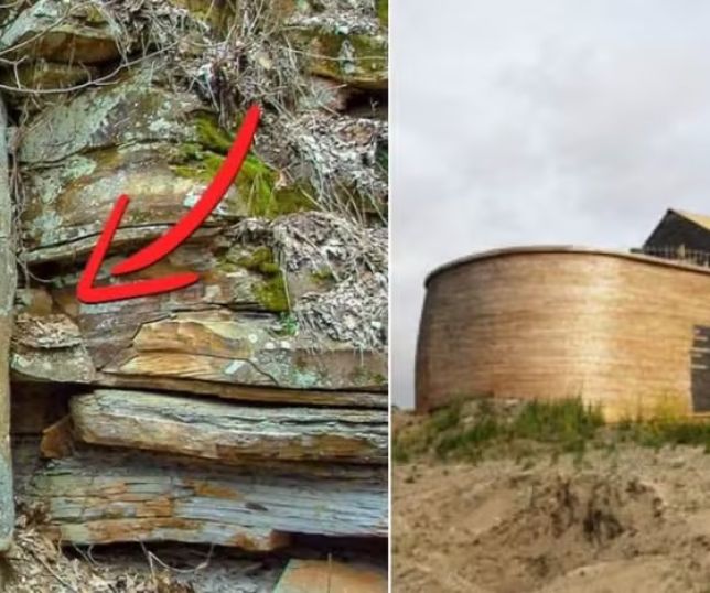 Árvores fossilizadas reacendem debate sobre possível ligação com o dilúvio bíblico