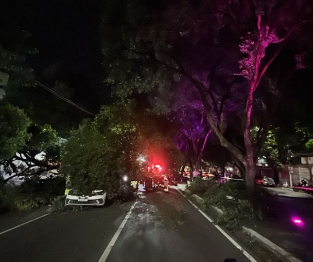 Árvore cai sobre carros e deixa feridos na Avenida Getúlio Vargas, em Manaus. VEJA VÍDEO 