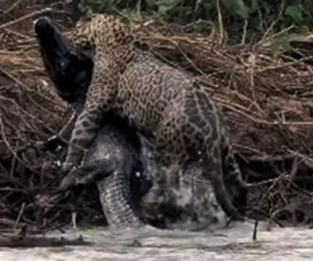 Fotógrafo registra caça impressionante de onça contra jacaré e imagens viralizam. VEJA VÍDEO