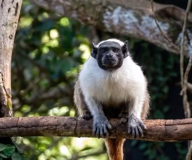 'Amendoim', o macaco em perigo de extinção que aguarda a chegada de uma parceria neste Dia dos Namorados