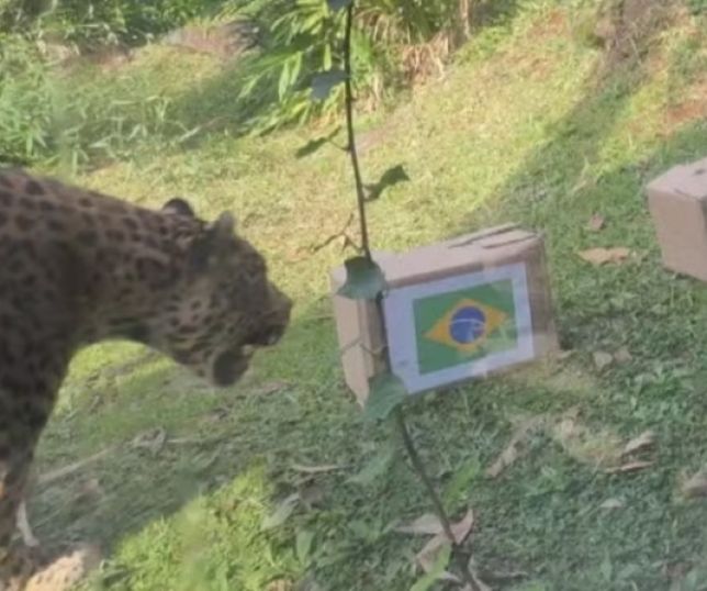 Onça-pintada de Gramado volta a dar palpite para jogo do Brasil e deixa resultado em aberto. VEJA VÍDEO