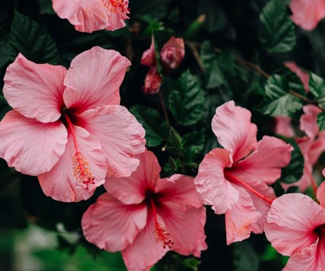 Hibisco ganha fama de planta do amor-próprio e do romance; entenda o motivo