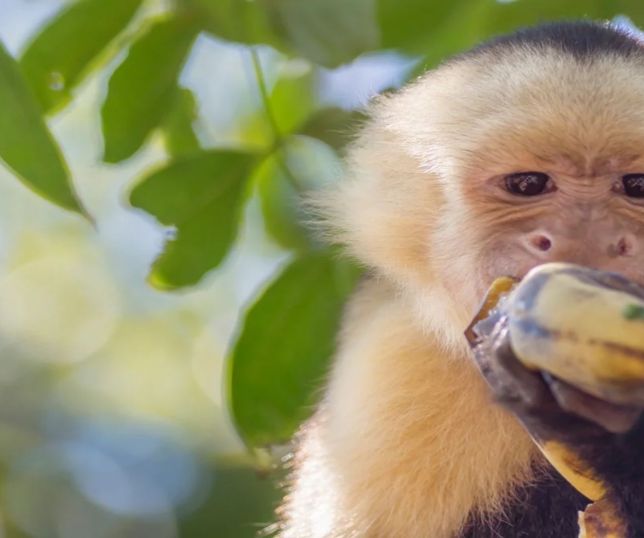 Vírus da hepatite B humana é encontrado em macacos da Amazônia e acende alerta científico