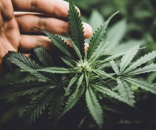 Suprema Corte dos EUA libera parcialmente porte de armas para usuários de maconha