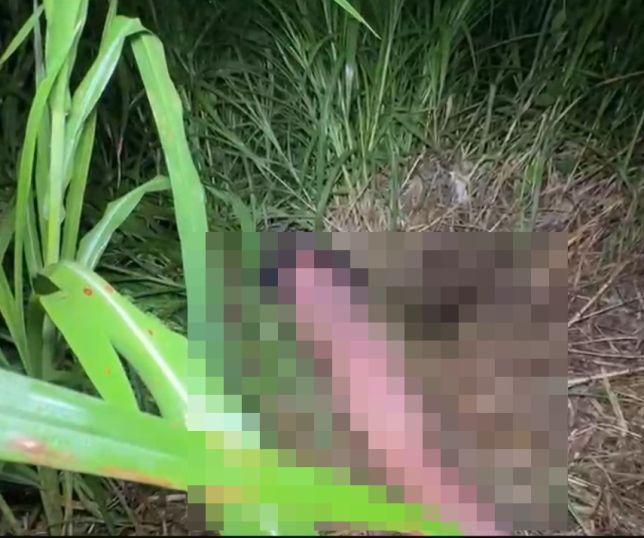 IMAGENS FORTES! MISTÉRIO NO ALFREDO NASCIMENTO: homem é encontrado morto, seminu e ao lado de velas pretas em terreno baldio na Zona Norte de Manaus. VEJA VÍDEO