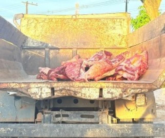 Três toneladas de carne irregular são apreendidas em caminhão no município de Nhamundá, interior do Amazonas