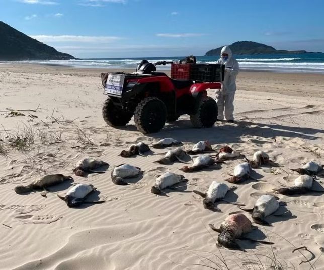 ALERTA NO LITORAL: quase 2 mil pinguins são encontrados mortos em Santa Catarina e número preocupa pesquisadores