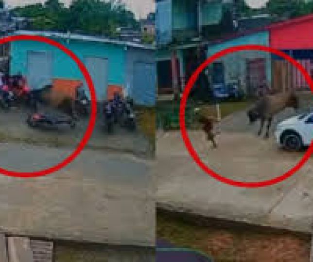 Boi de grande porte é flagrado circulando e causa susto em ruas de Anori, no interior do Amazonas. VEJA VÍDEO 