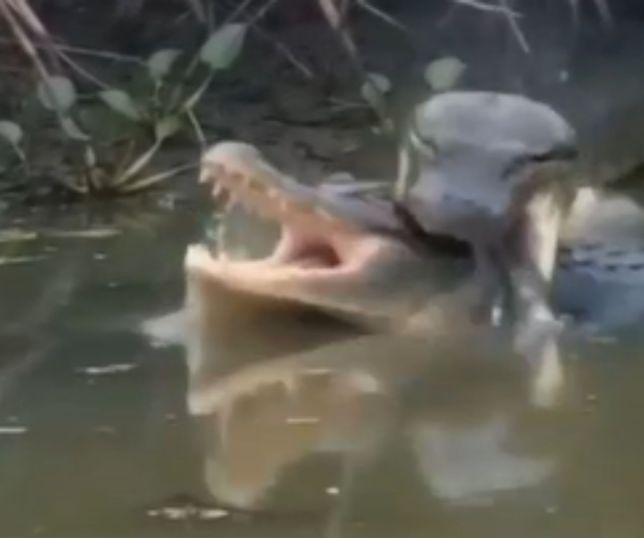 Anaconda é flagrada capturando jacaré em cena impressionante no Pantanal. VEJA VÍDEO